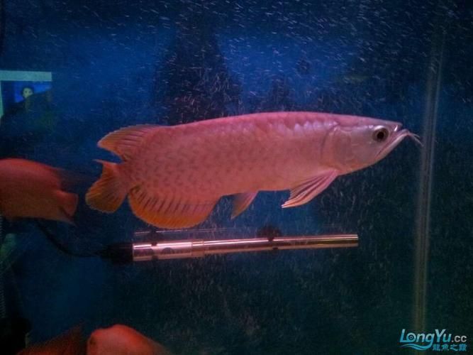 如何辨別黃尾龍魚(yú)的真?zhèn)危浚绾伪鎰e黃尾龍魚(yú)