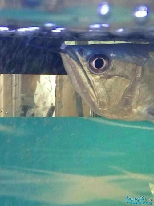 能再給我幾張不同風格的龍魚嘴撞破圖片嗎？，不同風格的龍魚嘴撞破可以嗎？