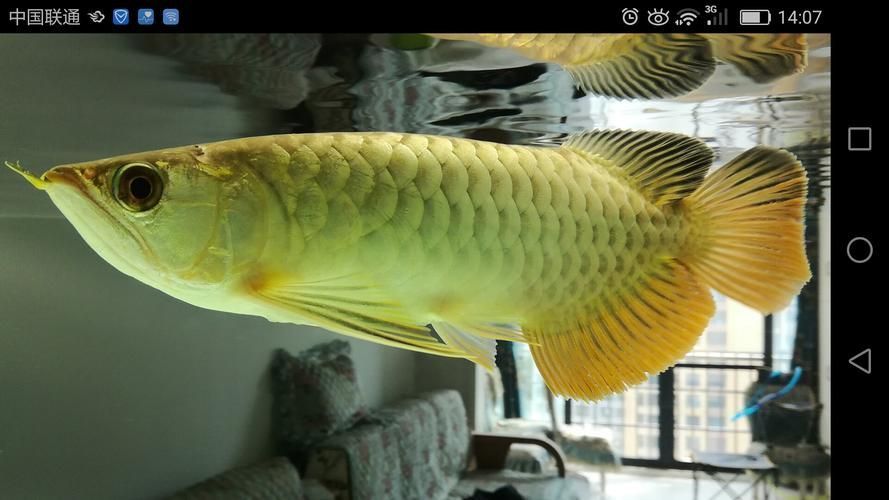 能再給我幾張不同風格的龍魚嘴撞破圖片嗎？，不同風格的龍魚嘴撞破可以嗎？