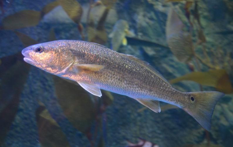 眼斑魚(yú)的養(yǎng)殖技術(shù)，眼斑擬石首魚(yú)養(yǎng)殖技術(shù)詳解