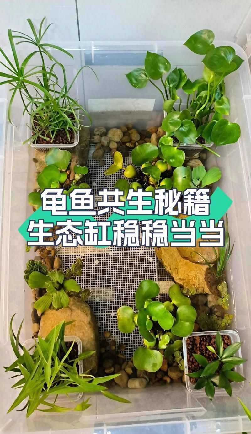 龜魚混養(yǎng)需要哪些注意事項，龜魚混養(yǎng)需要哪些注意事項來確保所有生物的健康和安全