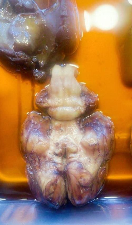 龍魚吃牛心后有哪些正常反應(yīng)？，龍魚吃牛心后多久會排泄？