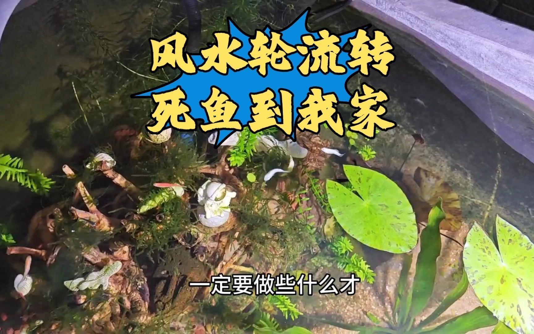 如何化解魚死帶來的煞氣，養魚遇到魚死亡，該怎么面對魚缸里出現死魚該怎么辦