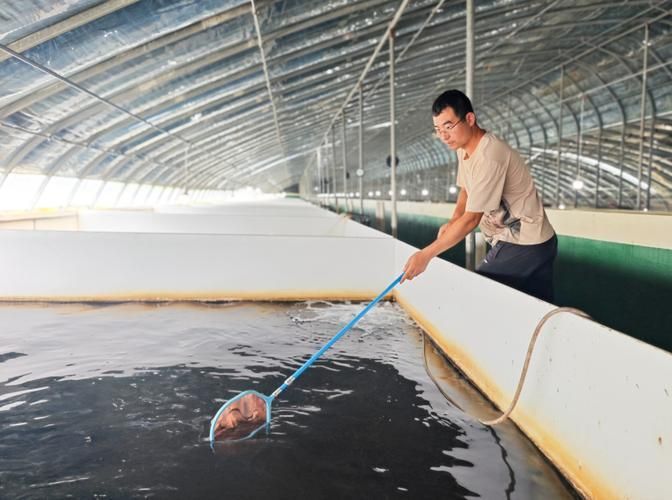 臨澤龍魚的養殖技術有哪些？，臨澤縣龍魚養殖技術