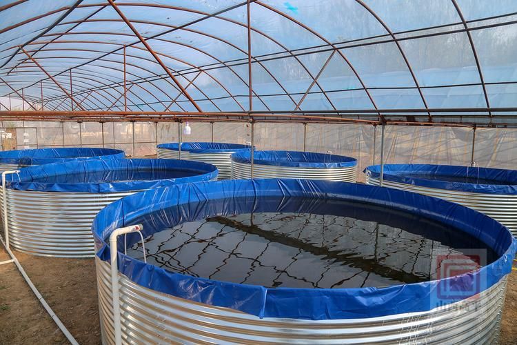 臨澤龍魚的養殖技術有哪些？，臨澤縣龍魚養殖技術