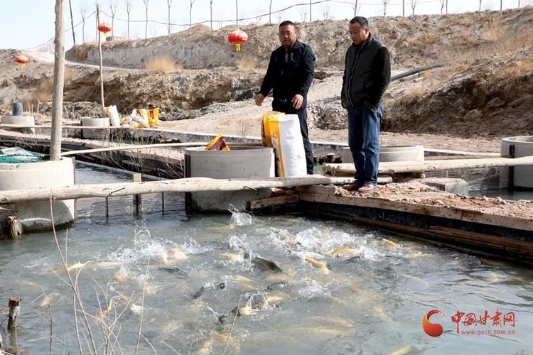 臨澤龍魚的養殖技術有哪些？，臨澤縣龍魚養殖技術