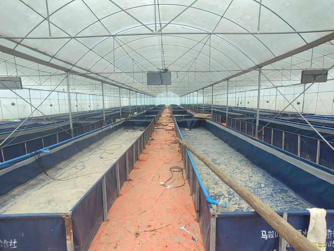 臨澤龍魚的養殖技術有哪些？，臨澤縣龍魚養殖技術