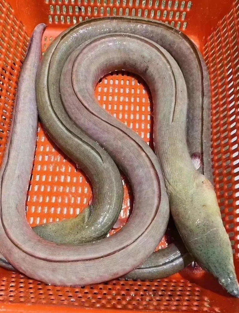 廣東人還有哪些烹飪龍魚土龍的方法，廣東人烹飪龍魚土龍方法