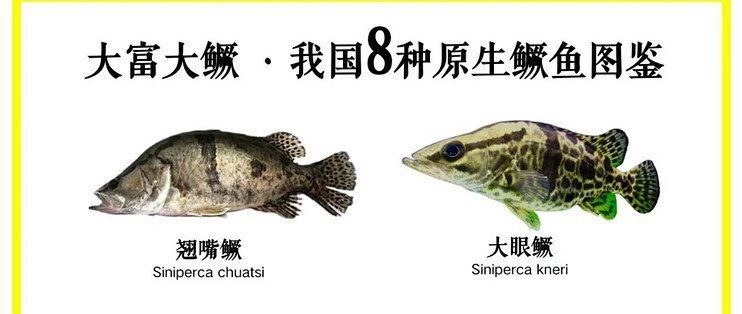 鱖魚有哪些常見種類，中國8種原生鱖魚種類對比表，路亞人必看