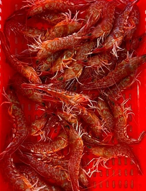 如何判斷龍魚是否適應蝦米?,arxiv論文助手判斷龍魚是否適應蝦米,龍魚是否適應蝦米