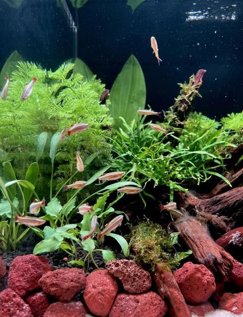 如何判斷龍魚是否適應蝦米?,arxiv論文助手判斷龍魚是否適應蝦米,龍魚是否適應蝦米