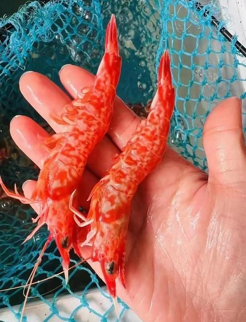 如何判斷龍魚是否適應蝦米?,arxiv論文助手判斷龍魚是否適應蝦米,龍魚是否適應蝦米