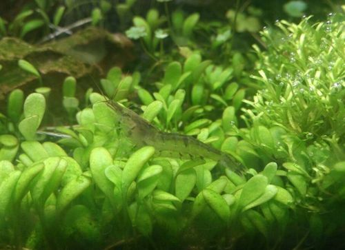 如何判斷龍魚是否適應蝦米?,arxiv論文助手判斷龍魚是否適應蝦米,龍魚是否適應蝦米