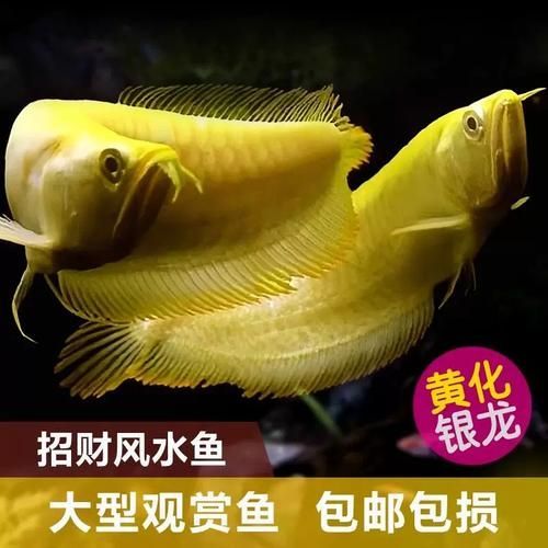 紅眼白子銀龍魚有哪些品相特征？，紅眼白子銀龍魚有哪些品相優異者更具收藏價值