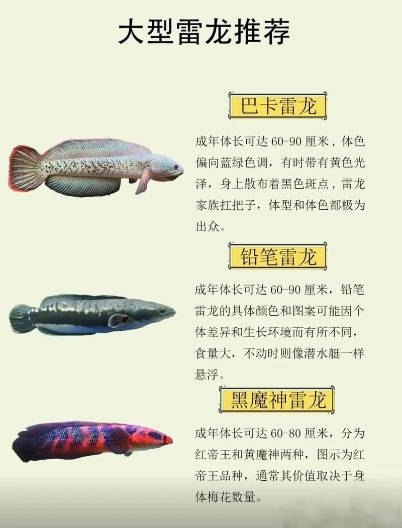 雷龍魚有哪些品種？，40種雷龍魚品種圖鑒大全