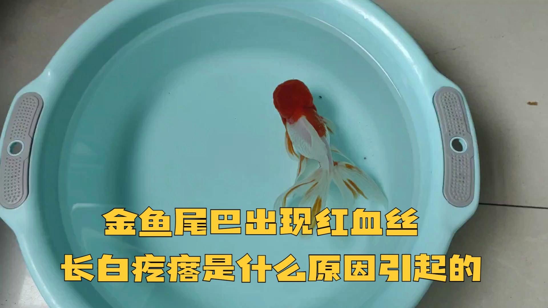 如何判斷魚尾巴發紅是否嚴重，判斷魚尾巴發紅是否嚴重通常需要觀察以下幾個方面