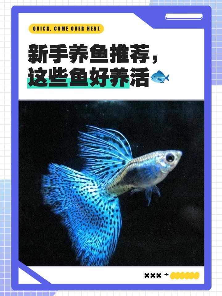 十大最好養(yǎng)的魚(yú)中哪種最便宜，十大最好養(yǎng)的魚(yú)中哪種最便宜十大最好養(yǎng)且便宜