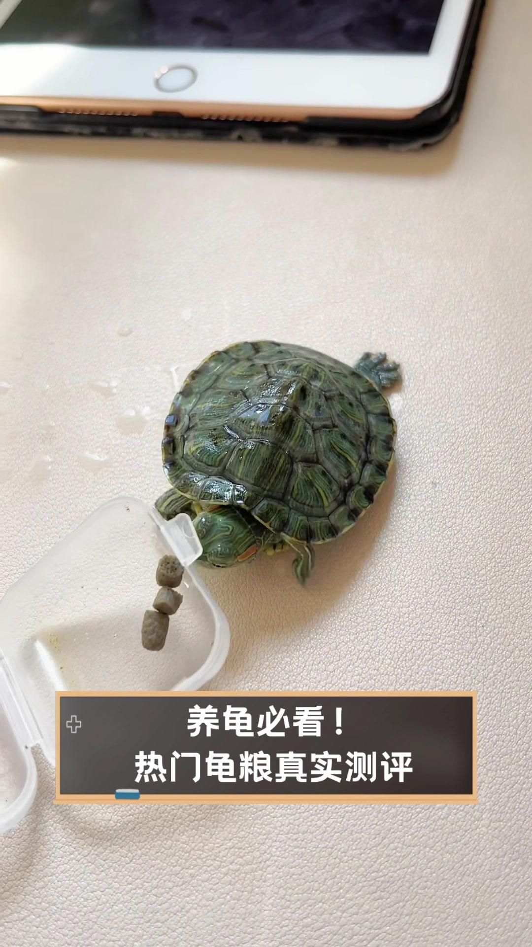 如何為烏龜選擇合適的龜糧，如何為烏龜選擇合適的龜糧選擇合適的龜糧，三年龜糧挑選經(jīng)驗(yàn)分享