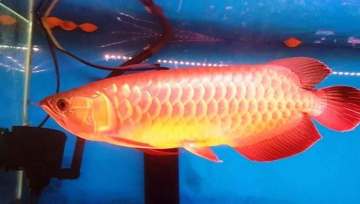 紅龍魚的價格如何分級?,紅龍魚價格分級主要依據其體型、顏色和健康狀況等因素