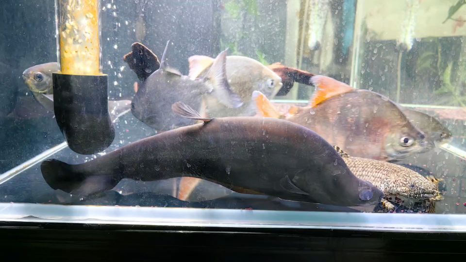 紅魔王銀版魚，紅魔王銀版魚是一種怎樣的魚？