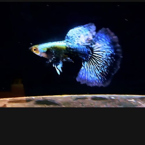 藍(lán)龍魚的價(jià)格是多少？，藍(lán)龍魚的價(jià)格是多少藍(lán)龍魚的價(jià)格是多少藍(lán)龍魚的價(jià)格波動(dòng)大嗎