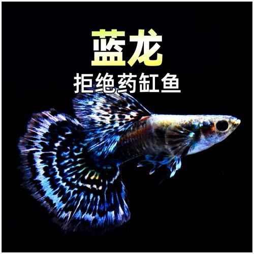 藍(lán)龍魚的價(jià)格是多少？，藍(lán)龍魚的價(jià)格是多少藍(lán)龍魚的價(jià)格是多少藍(lán)龍魚的價(jià)格波動(dòng)大嗎