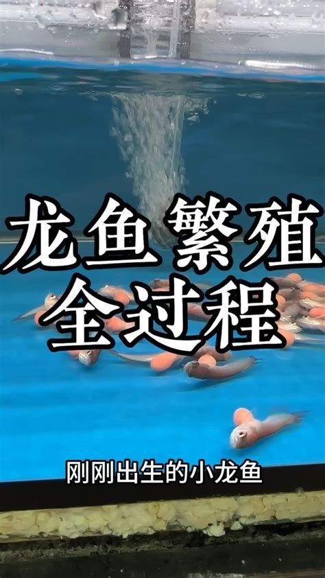 小龍魚幼苗需要多大的水族箱？，小龍魚幼苗（幼魚）水族箱選購與配置指南