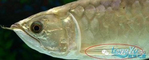 如何區(qū)分龍魚的正常增生和疾病?,如何區(qū)分龍魚正常增生與疾病性增生與疾病性增生形態(tài)