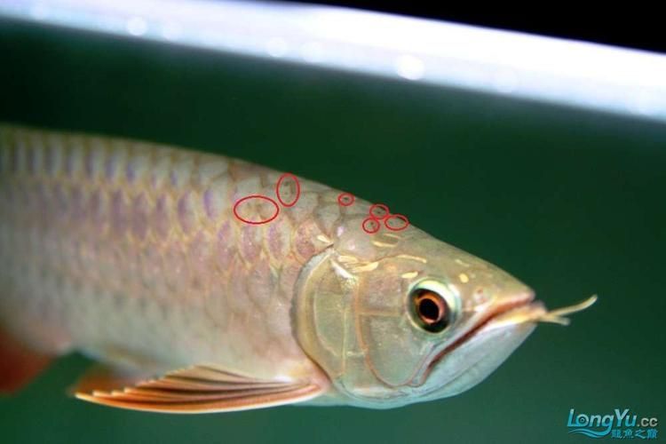 如何區(qū)分龍魚的正常增生和疾病?,如何區(qū)分龍魚正常增生與疾病性增生與疾病性增生形態(tài)