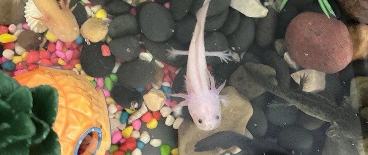 六角龍魚幼體如何飼養管理，六角龍魚幼體飼養管理