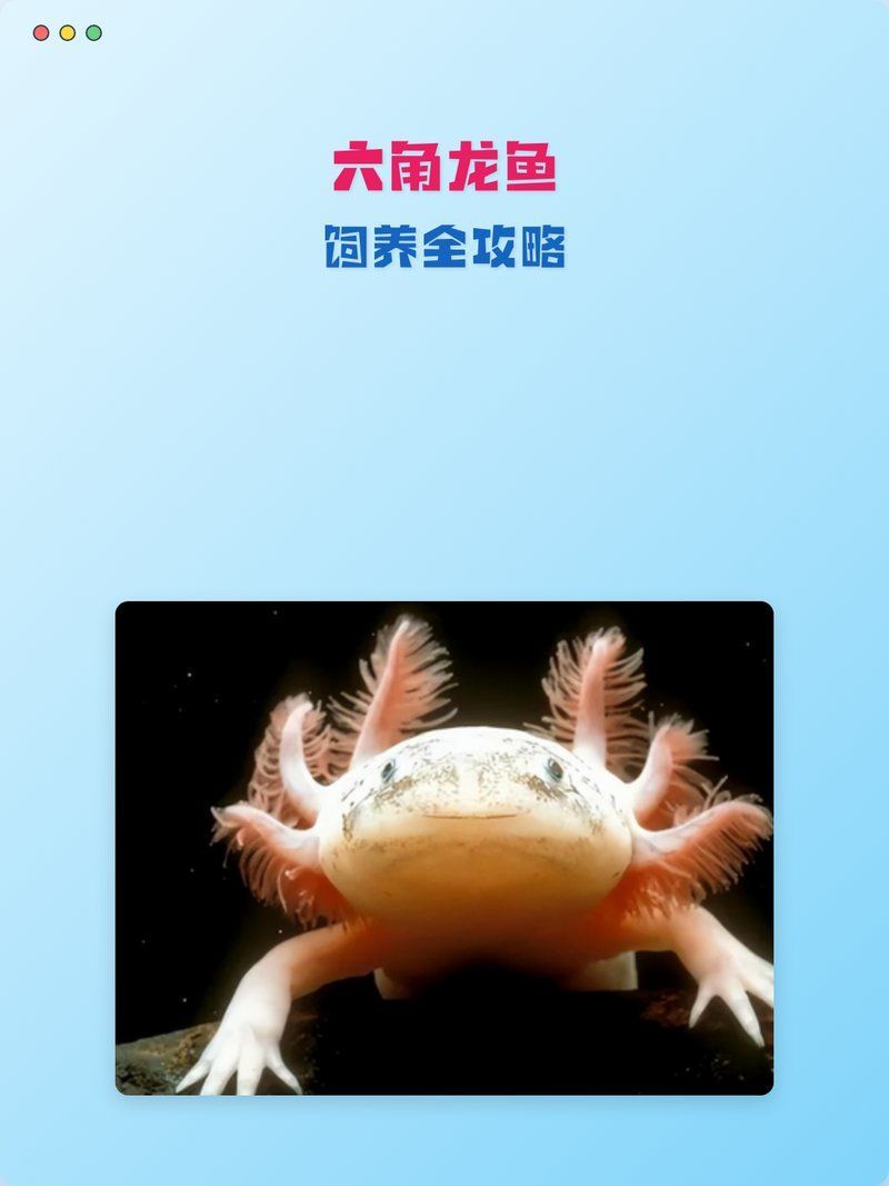 六角龍魚幼體如何飼養管理，六角龍魚幼體飼養管理