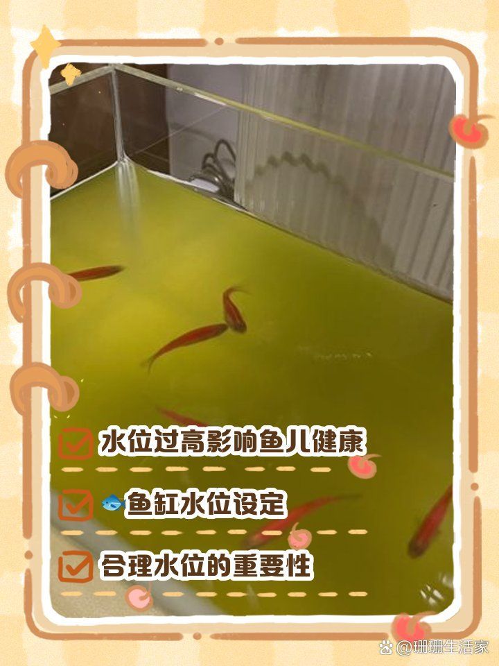 龍魚魚缸水位建議保持在多少，龍魚魚缸水位建議保持在多少,