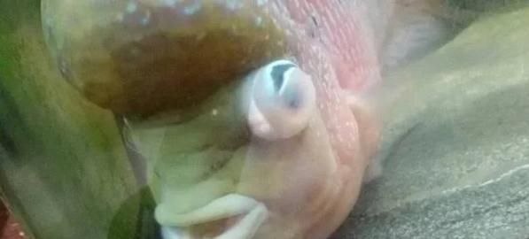 有哪些魚蒙眼特效藥，魚蒙眼特效藥詳解