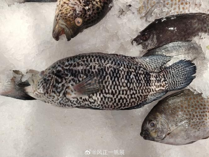 如何區分虎斑恐龍魚的雌雄？，如何區分虎斑恐龍魚的雌雄