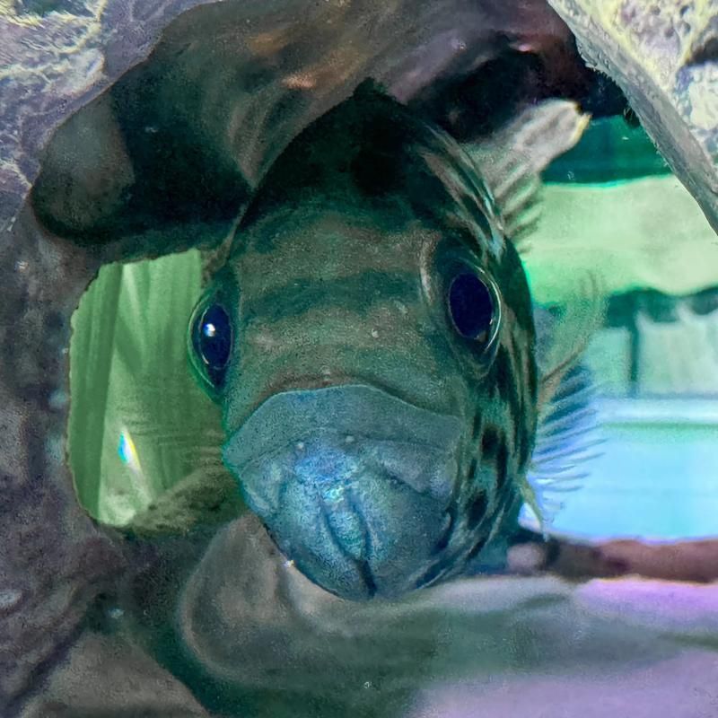 如何區分虎斑恐龍魚的雌雄？，如何區分虎斑恐龍魚的雌雄