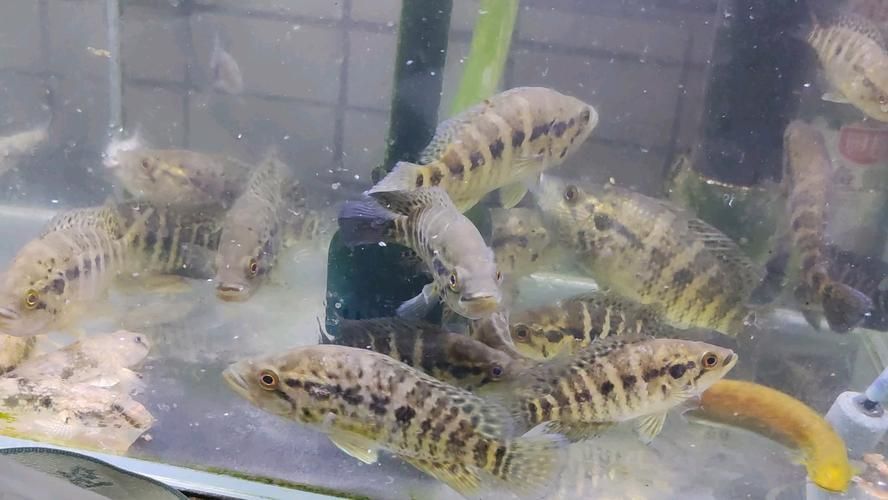 如何區分虎斑恐龍魚的雌雄？，如何區分虎斑恐龍魚的雌雄