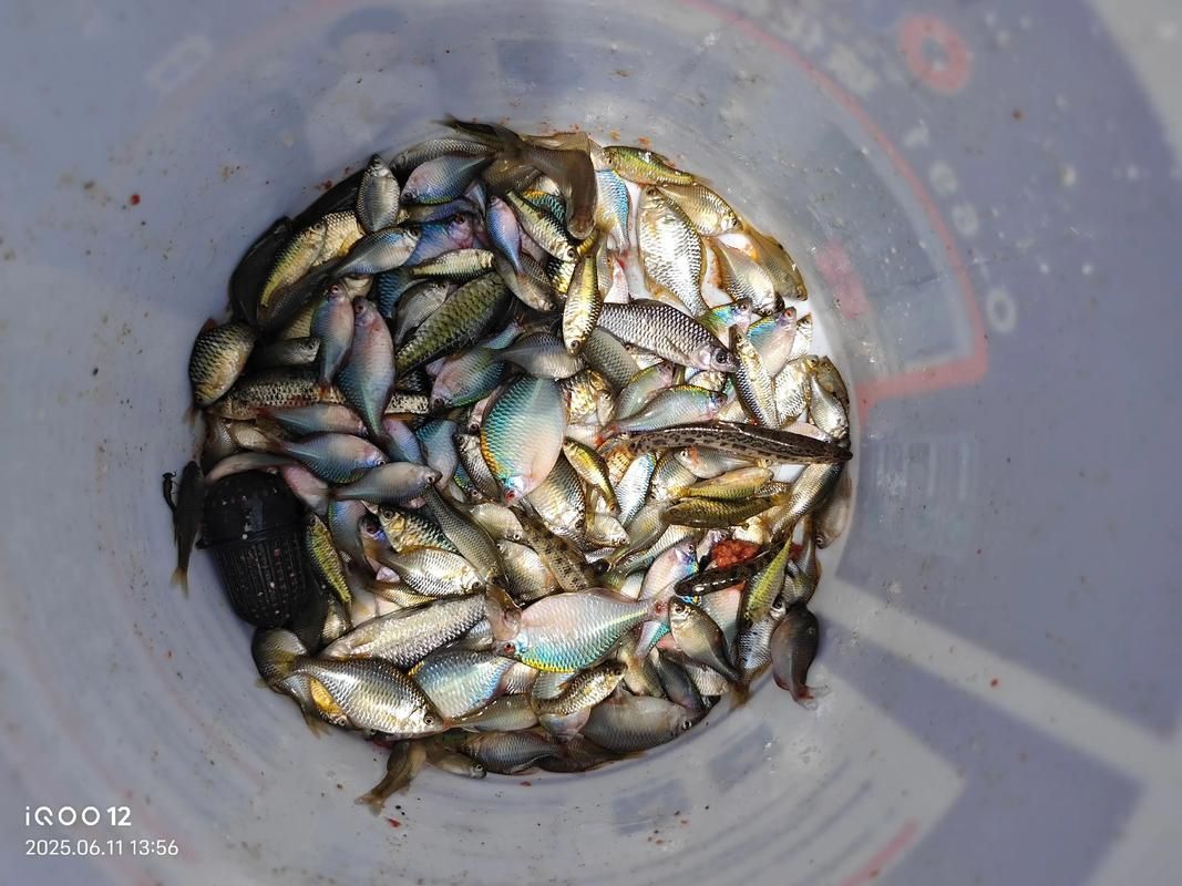 七紋巨鯉魚(yú)如何養(yǎng)殖？，七紋巨鯉魚(yú)養(yǎng)殖技術(shù)