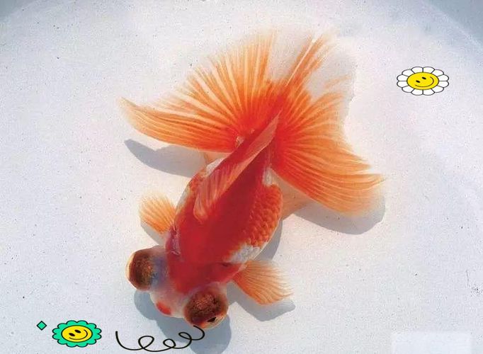 給我一些蝶尾金魚(yú)的圖片，蝶尾金魚(yú)怎么養(yǎng)？