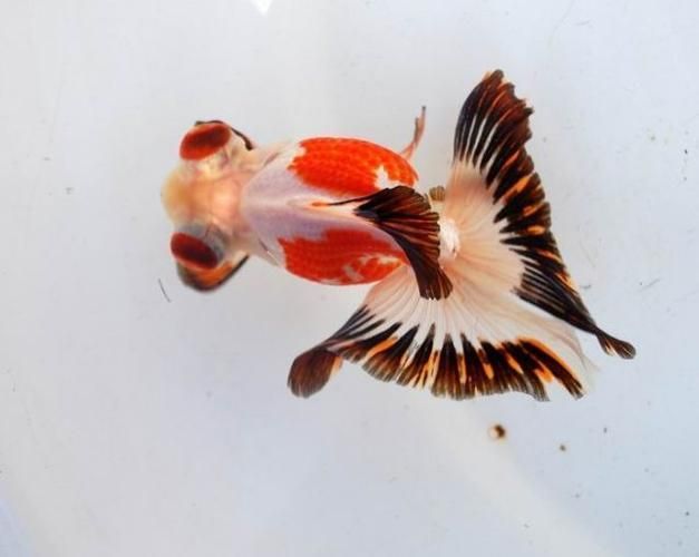 給我一些蝶尾金魚(yú)的圖片，蝶尾金魚(yú)怎么養(yǎng)？