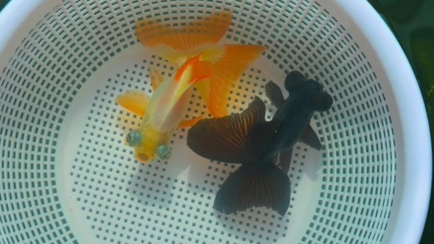 給我一些蝶尾金魚(yú)的圖片，蝶尾金魚(yú)怎么養(yǎng)？