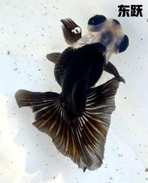 給我一些蝶尾金魚(yú)的圖片，蝶尾金魚(yú)怎么養(yǎng)？