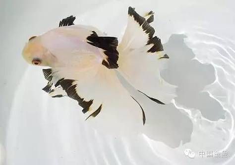 給我一些蝶尾金魚(yú)的圖片，蝶尾金魚(yú)怎么養(yǎng)？