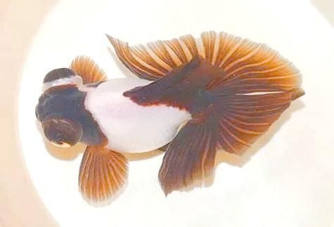 給我一些蝶尾金魚(yú)的圖片，蝶尾金魚(yú)怎么養(yǎng)？