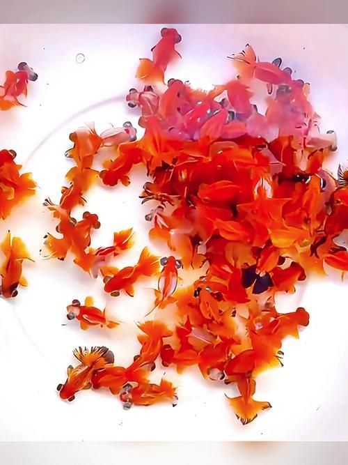 給我一些蝶尾金魚(yú)的圖片，蝶尾金魚(yú)怎么養(yǎng)？