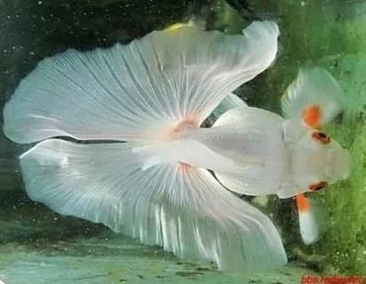給我一些蝶尾金魚(yú)的圖片，蝶尾金魚(yú)怎么養(yǎng)？