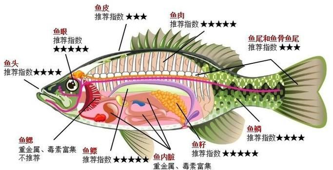 如何提升魚(yú)體自身抵抗力，提升魚(yú)體自身抵抗力