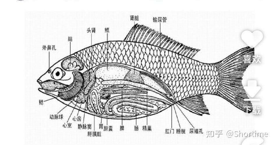 如何提升魚(yú)體自身抵抗力，提升魚(yú)體自身抵抗力