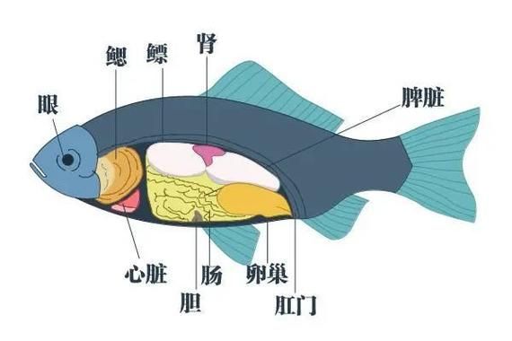 如何提升魚(yú)體自身抵抗力，提升魚(yú)體自身抵抗力