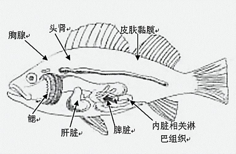 如何提升魚(yú)體自身抵抗力，提升魚(yú)體自身抵抗力