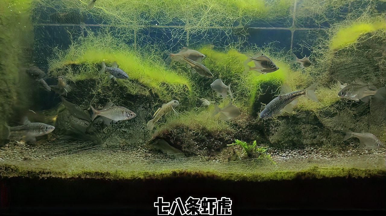 60升魚缸可以養多少條魚，60升魚缸可以養多少條魚60升魚缸養魚搭配方案